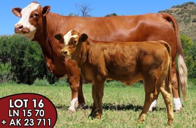 1X SIMMENTALER Tendele LN15070(ET) (ET) FEMALE TOVERBERG