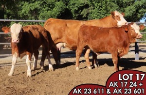 1X SIMMENTALER Danster (AI) FEMALE TOVERBERG