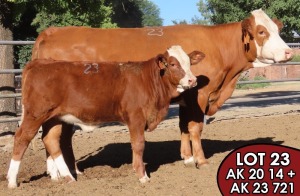 1X SIMMENTALER Alet (AI) FEMALE TOVERBERG