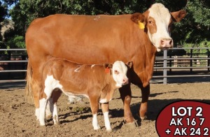 1X SIMMENTALER Nicolien (AI) FEMALE TOVERBERG