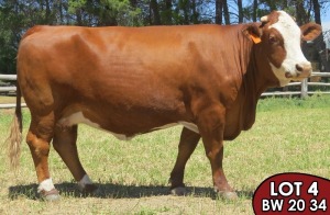 1X SIMMENTALER Monja (AI) FEMALE TOVERBERG