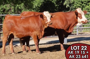 1X SIMMENTALER Elna (AI) FEMALE TOVERBERG