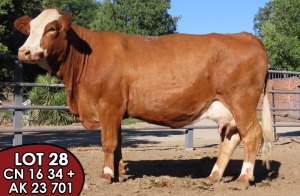 1X SIMMENTALER Norval MS Blume 34 (AI) FEMALE TOVERBERG