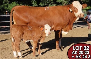 1X SIMMENTALER Maryna FEMALE TOVERBERG