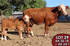 1X SIMMENTALER Emma FEMALE TOVERBERG