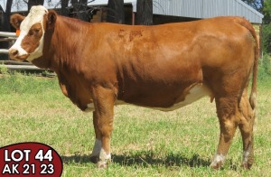 1X SIMMENTALER AK2123 FEMALE TOVERBERG