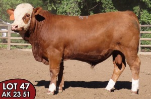 1X SIMMENTALER Esau (AI) MALE TOVERBERG