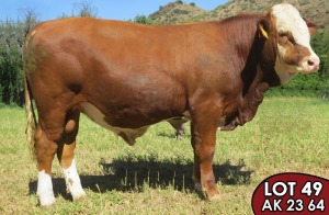 1X SIMMENTALER AK2364 (ET) MALE TOVERBERG