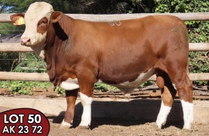 1X SIMMENTALER AK2372 (ET) MALE TOVERBERG