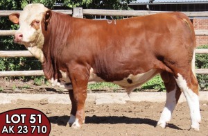 1X SIMMENTALER AK23710 (ET) MALE TOVERBERG