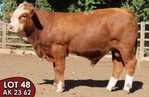 1X SIMMENTALER AK2362 (ET) MALE TOVERBERG