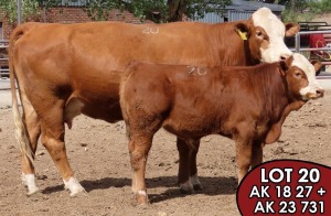 1X SIMMENTALER Etna FEMALE TOVERBERG