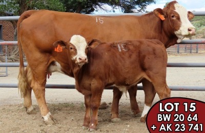 1X SIMMENTALER Boswald Dina FEMALE TOVERBERG