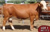 1X SIMMENTALER Liesbet FEMALE TOVERBERG