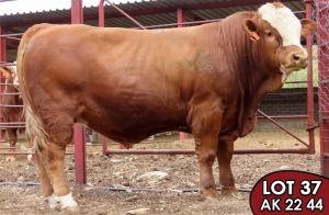 1X SIMMENTALER Arend (AI) MALE TOVERBERG