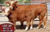 1X SIMMENTALER Bontrok (AI) FEMALE TOVERBERG