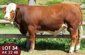 1X SIMMENTALER AK248 MALE TOVERBERG