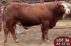 1X SIMMENTALER AK2233 MALE TOVERBERG