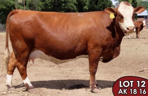 1X SIMMENTALER Rosa FEMALE TOVERBERG