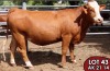 1X SIMMENTALER AK2114 FEMALE TOVERBERG