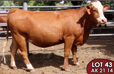 1X SIMMENTALER AK2114 FEMALE TOVERBERG