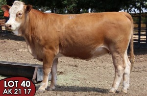 1X SIMMENTALER AK2117 FEMALE TOVERBERG