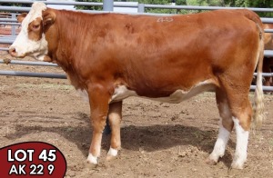 1X SIMMENTALER Jessie (AI) FEMALE TOVERBERG