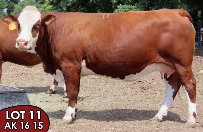 1X SIMMENTALER Minkie (AI) FEMALE TOVERBERG