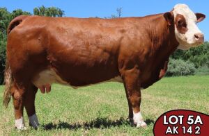 1X SIMMENTALER Baba (AI) FEMALE TOVERBERG