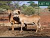 2X MEATMASTER EWE RHUS LANCEA MEATMASTERS