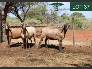 3X MEATMASTER EWE RHUS LANCEA MEATMASTERS