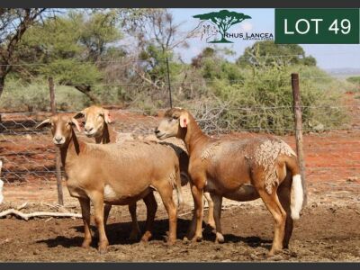 3X MEATMASTER EWE RHUS LANCEA MEATMASTERS