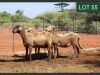 3X MEATMASTER EWE RHUS LANCEA MEATMASTERS