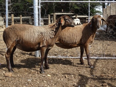 2X MEATMASTER EWE GF VAN ROOYEN