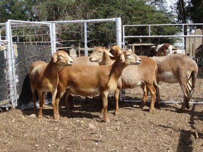 4X MEATMASTER EWE GF VAN ROOYEN