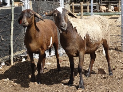 2X MEATMASTER EWE GF VAN ROOYEN