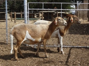 2X MEATMASTER EWE GF VAN ROOYEN