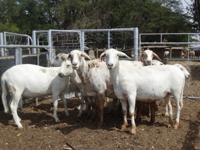 9X MEATMASTER EWE GF VAN ROOYEN