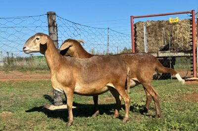 2X MEATMASTER EWE GF VAN ROOYEN