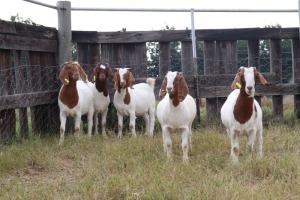 5X BOERGOAT EWE GH MULLER & SEUNS