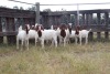 10X BOERGOAT EWE GH MULLER & SEUNS