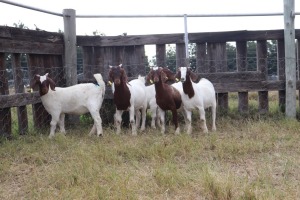 5X BOERGOAT EWE GH MULLER & SEUNS