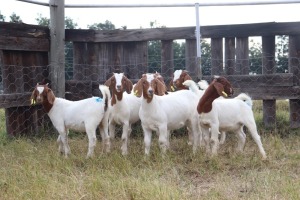 6X BOERGOAT EWE GH MULLER & SEUNS