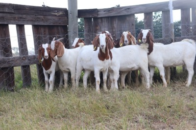 9X BOERGOAT EWE GH MULLER & SEUNS