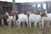 8X BOERGOAT EWE GH MULLER & SEUNS