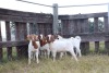 7X BOERGOAT EWE GH MULLER & SEUNS