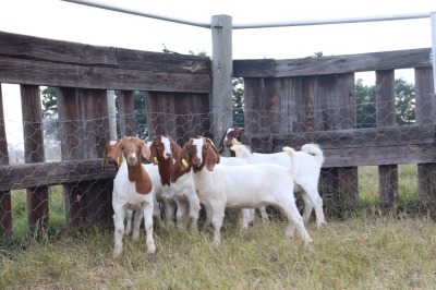 7X BOERGOAT EWE GH MULLER & SEUNS