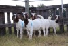 5X BOERGOAT EWE GH MULLER & SEUNS