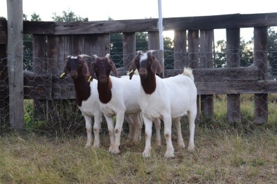 3X BOERGOAT EWE GH MULLER & SEUNS