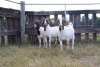 3X BOERGOAT EWE GH MULLER & SEUNS